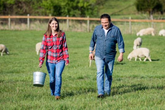Grass-Fed Lamb