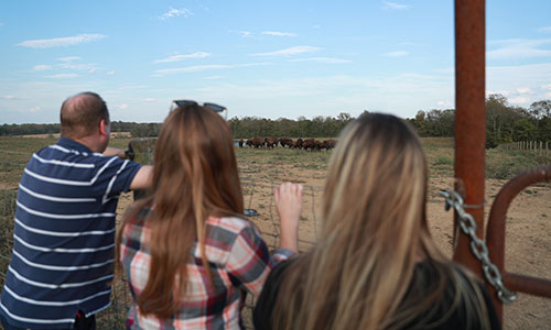 Watching bison